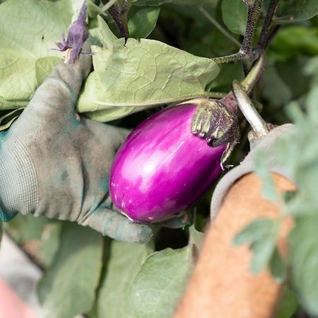Vigne Di Fagnano 1709 Eco Relais ξενώνας Santo Stefano Belbo Εξωτερικό φωτογραφία