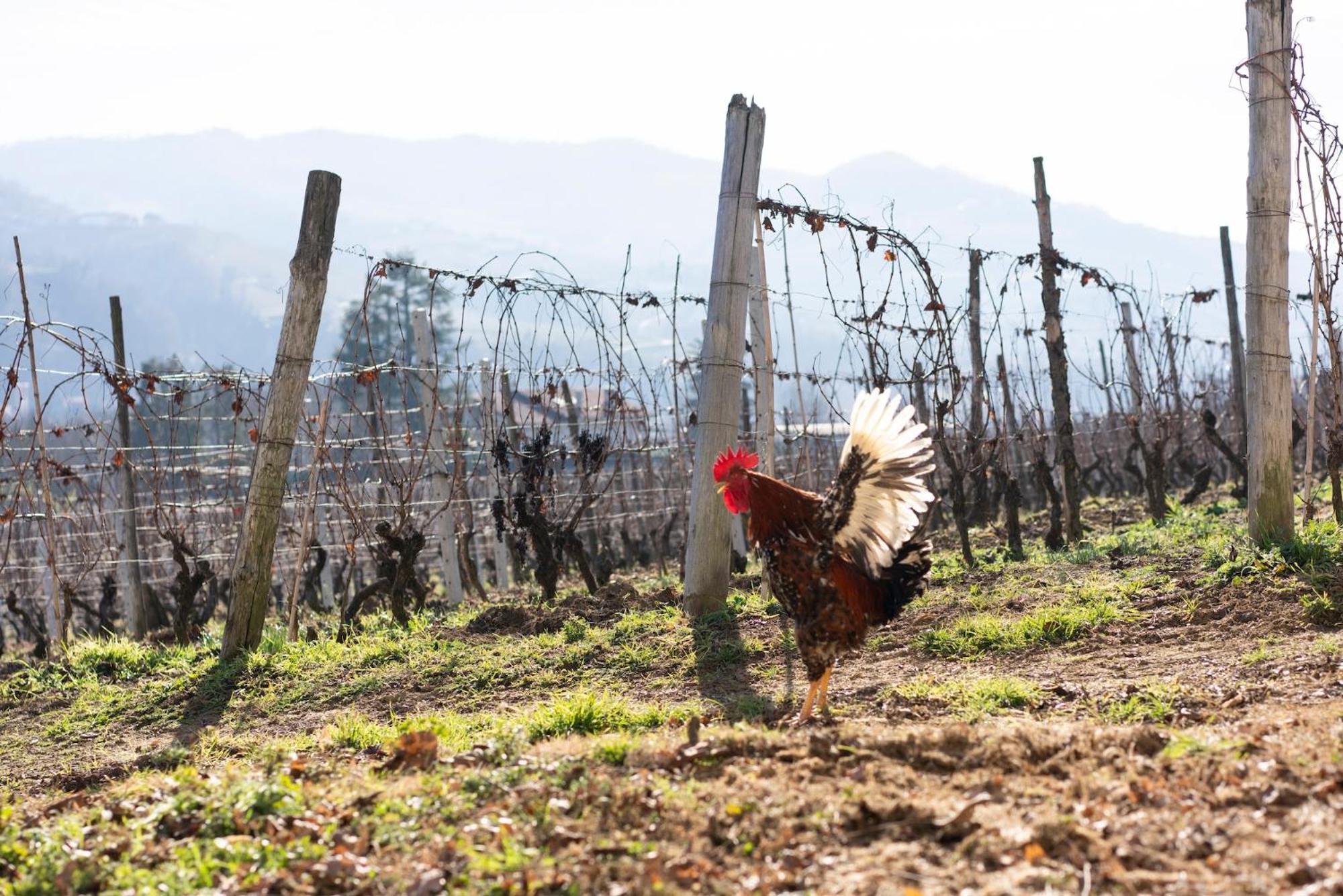 Vigne Di Fagnano 1709 Eco Relais ξενώνας Santo Stefano Belbo Εξωτερικό φωτογραφία