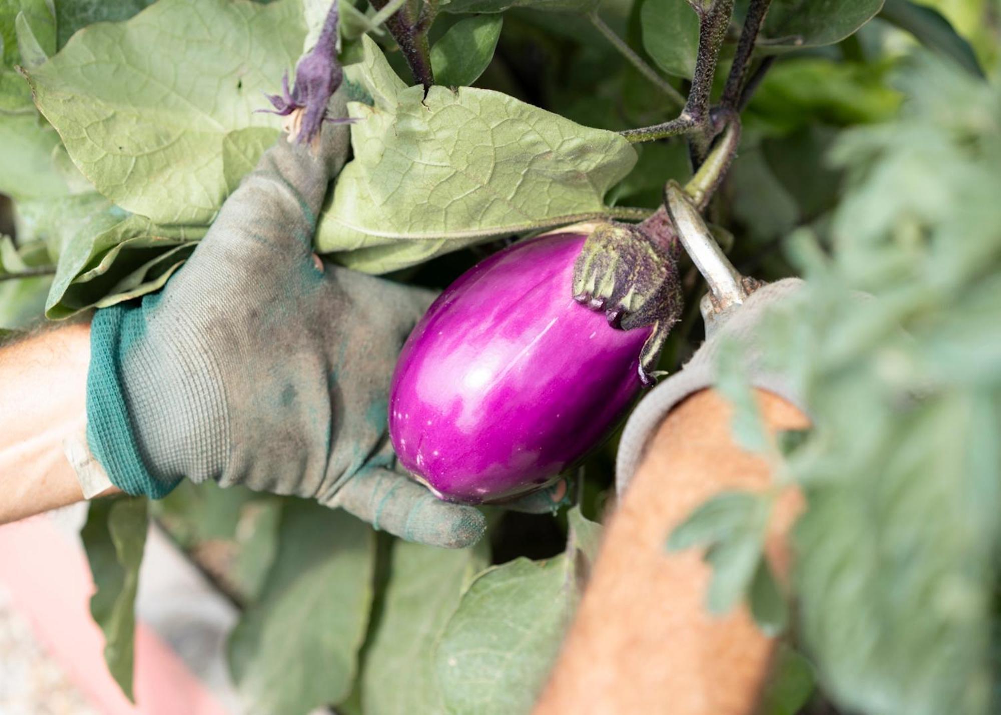 Vigne Di Fagnano 1709 Eco Relais ξενώνας Santo Stefano Belbo Εξωτερικό φωτογραφία